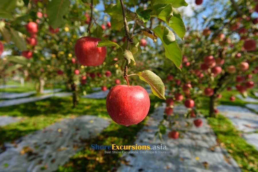 Aomori Apples - Guide to travel in Aomori