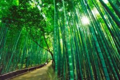 Arashiyama Bamboo Forest