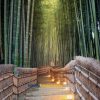 Arashiyama Bamboo Forest shore excursions