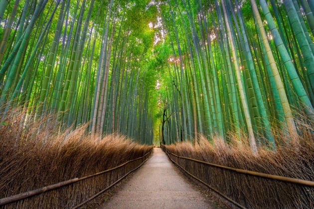 Arashiyama Bamboo Grove Japan unusual beautiful places