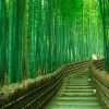 Arashiyama Bamboo Grove Maizuru shore excursions