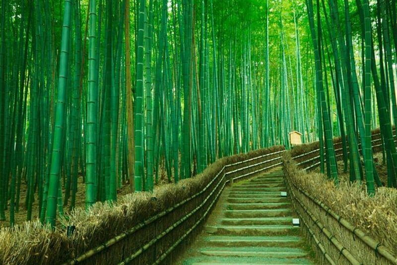 Arashiyama Bamboo Grove Maizuru shore excursions