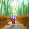 Arashiyama Bamboo Grove on a Kyoto cruise port excursion