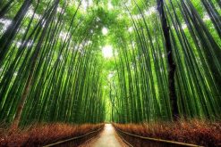 Arashiyama-bamboo-forest-Kyoto-shore-excursions