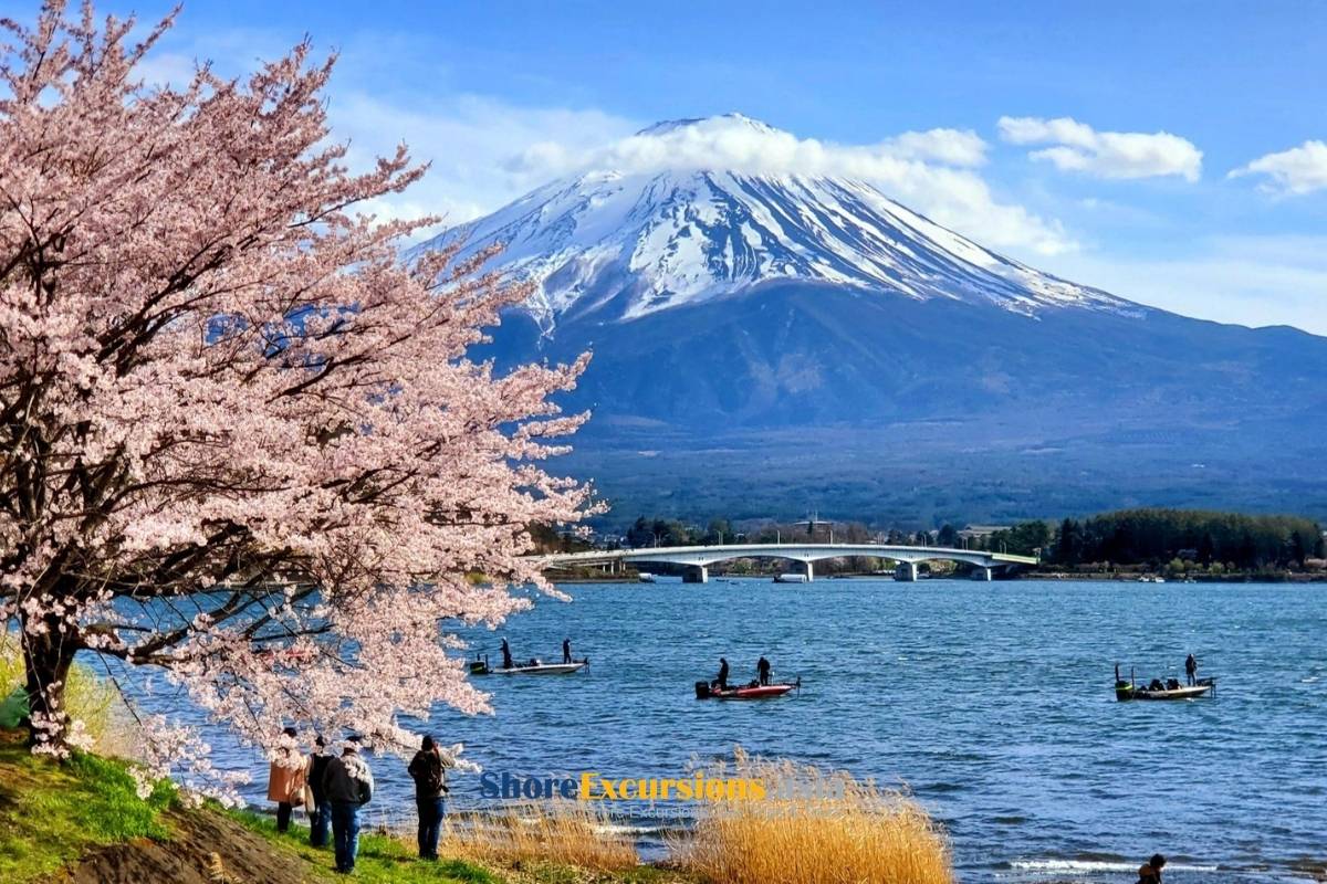 Best Time to Visit Mount Fuji for Viewing Cherry Blossoms