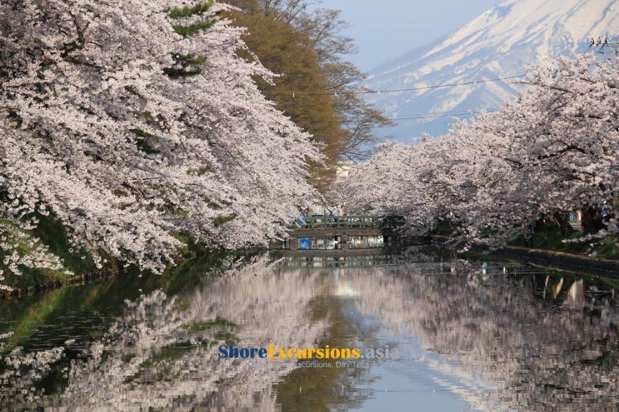 Cherry Blossom Seasson - Aomori Travel Guide