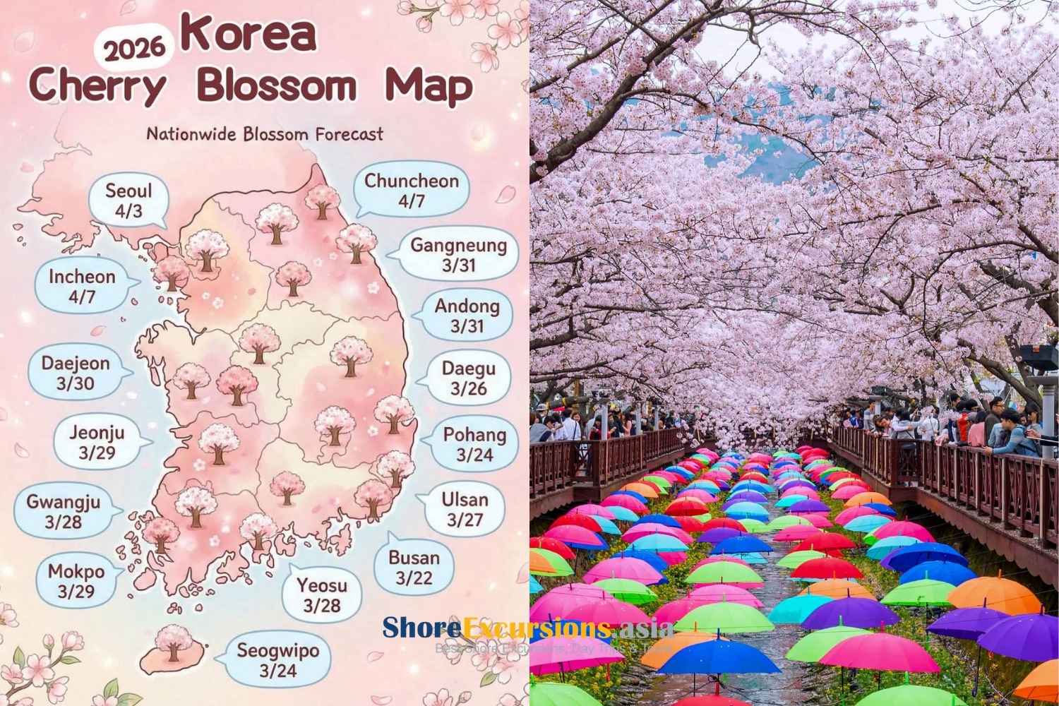 Cherry Blossoms Map in South Korea