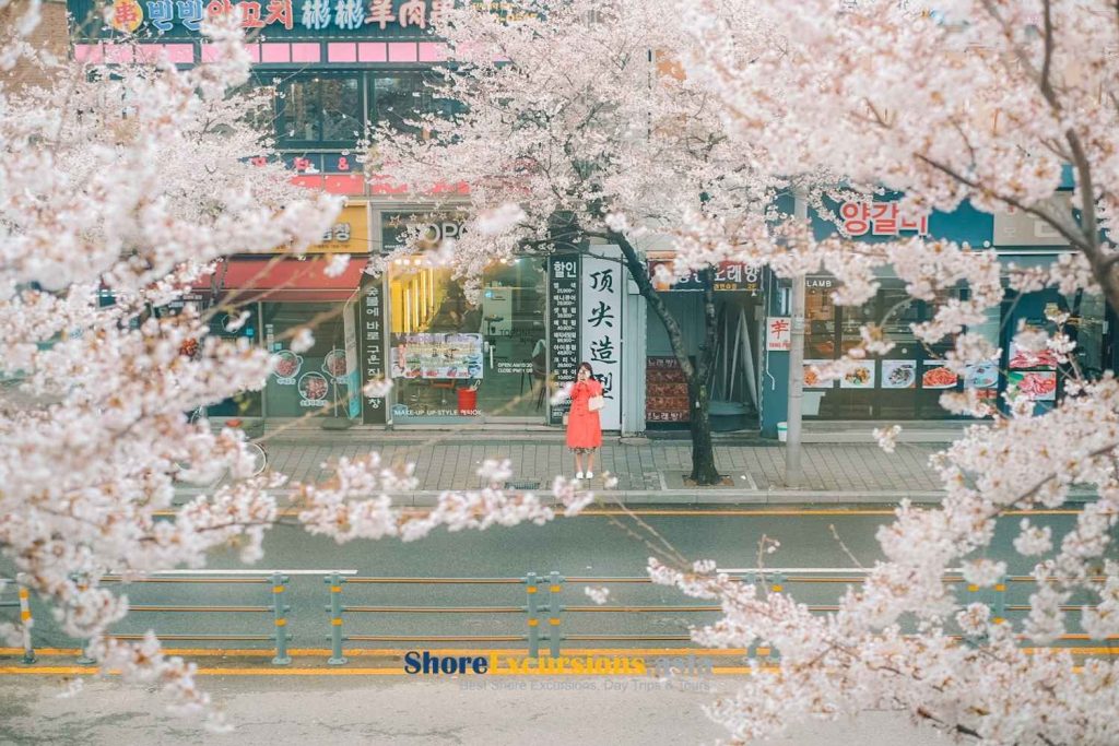 Cherry Blossoms in Korea