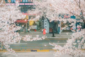 Cherry Blossoms in Korea