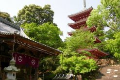 Chikurin-ji Temple-Kochi-shore-excursions