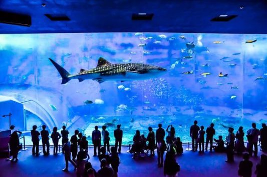 Churaumi Aquarium Naha Okinawa shore excursions