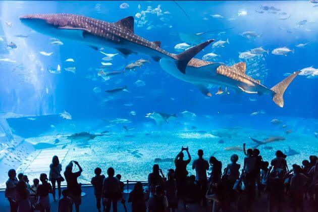 Churaumi Aquarium Naha Okinawa shore excursions attractions