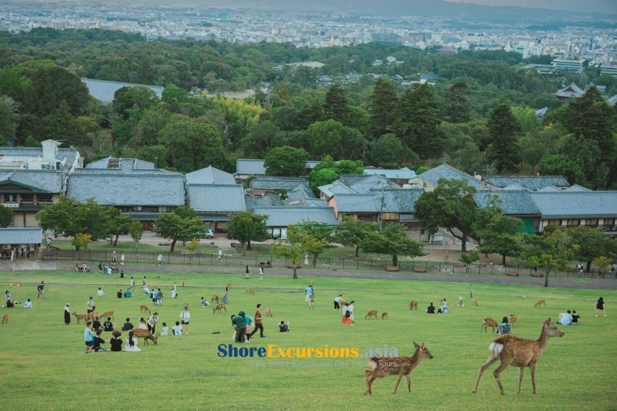 Combine Nara tour and Osaka Expo