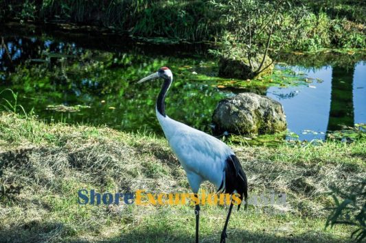 Crane Observation - Kushiro shore excursions