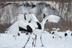 Cranes Nature Park Kushiro shore excursions