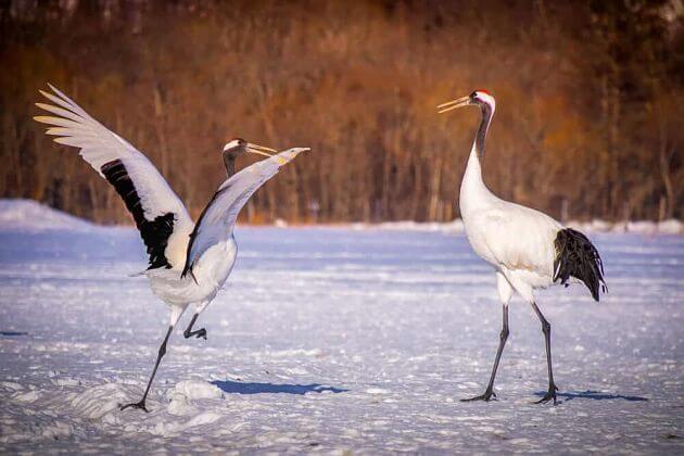 Cranes Nature Park attractions Kushiro shore excursions