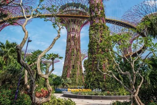 Gardens by the Bay - Singapore Pre Post Cruise Tour Packages