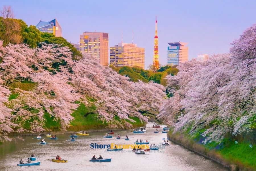 Hanami festivals in Japan