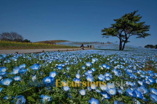 Hitachi Seaside Park on Hitachinaka shore excursions