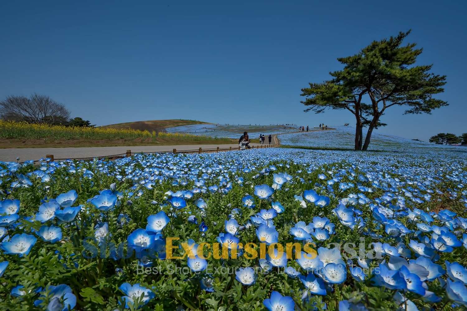Hitachi Seaside Park on Hitachinaka shore excursions Hitachi Seaside Park on Hitachinaka shore excursions
