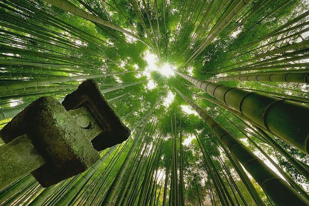 Hokokuji Temple-bamboo-forest