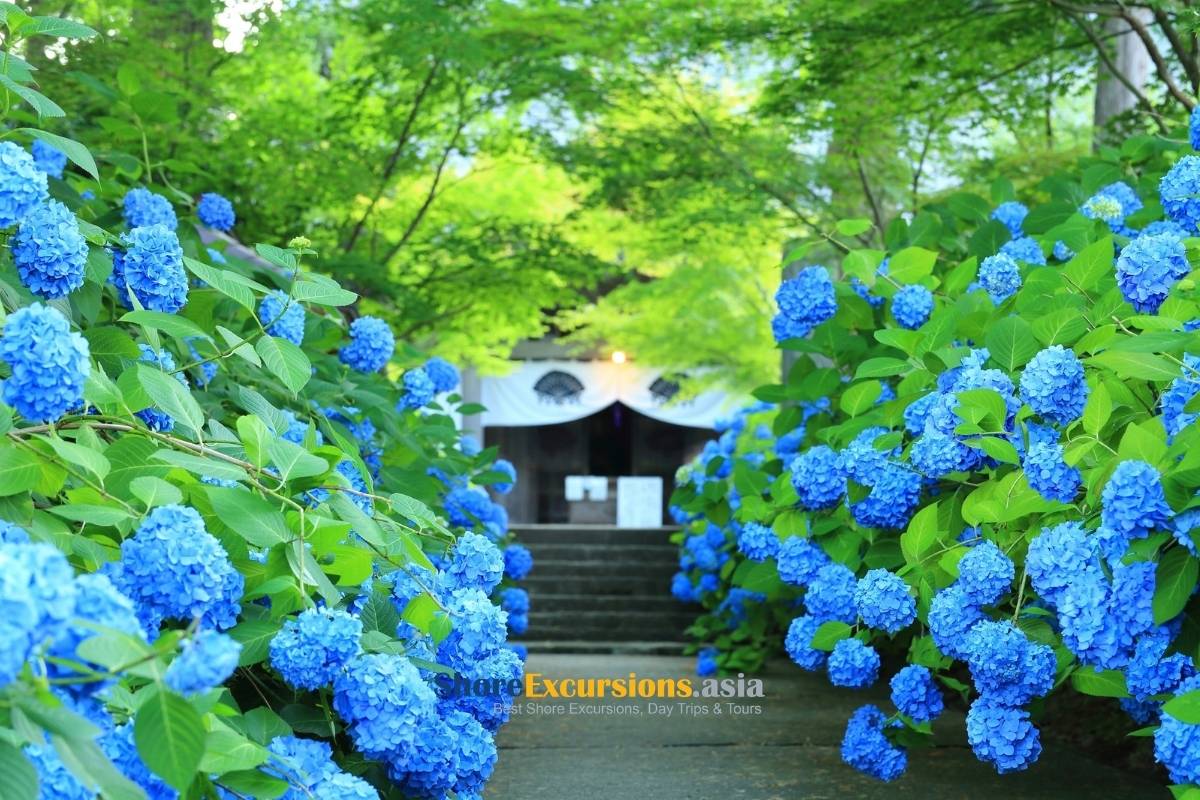 Hydrangea Season in June in Japan