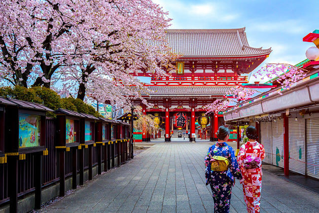 Japanese cherry blossom season