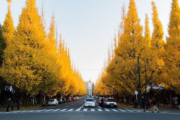 Jingu Gaien Ginkgo Avenue autumn foliage