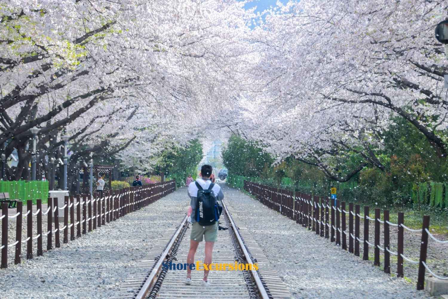 Jinhae Gunhangje Festival - best places for cherry blossoms in korea
