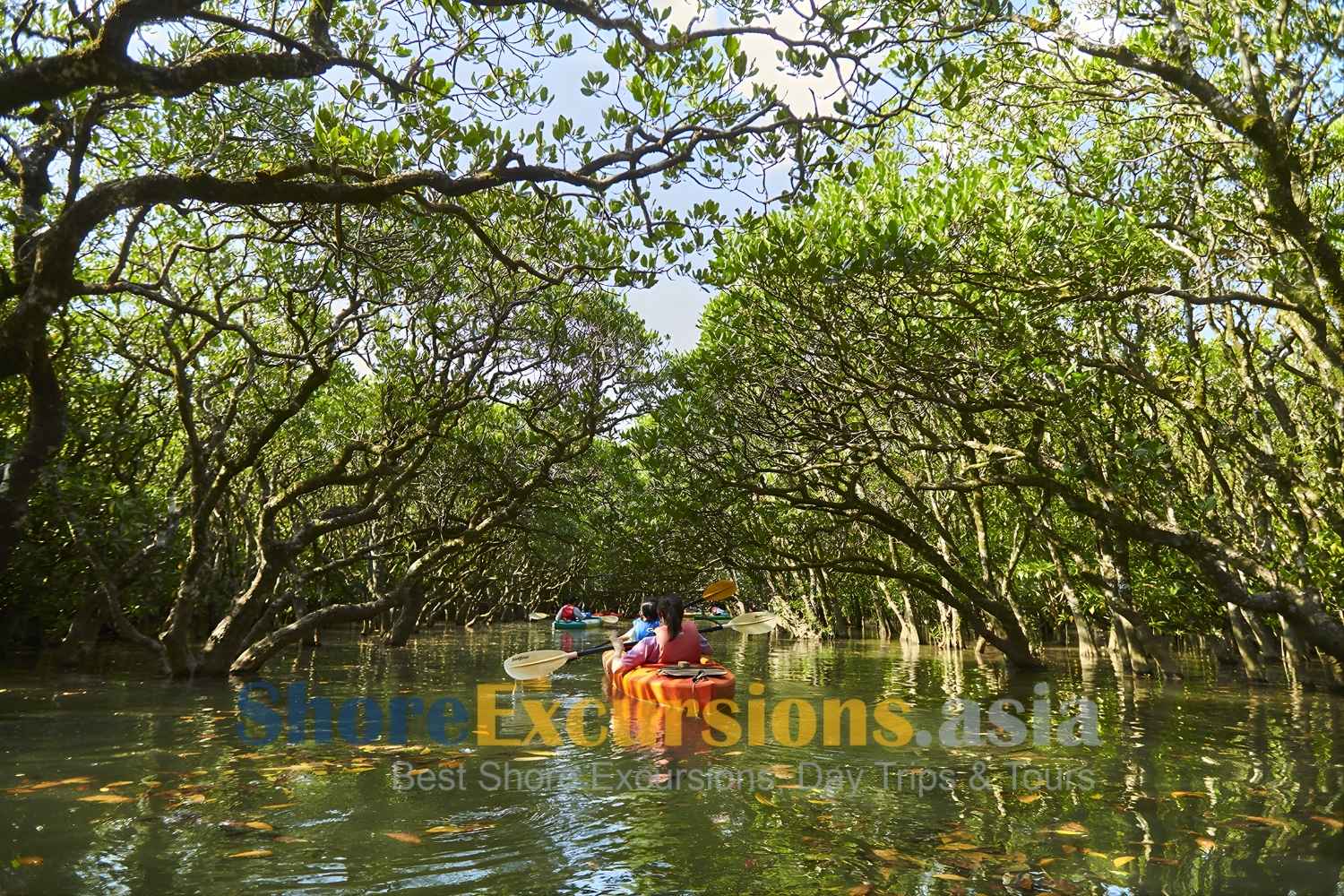 Kayaking on Amami Mangrove Forest