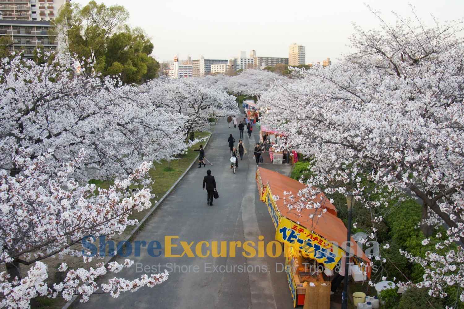 Kema Sakuranomiya Park on Osaka Cherry Blossom Season