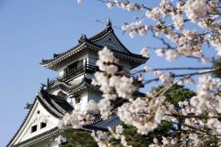 Kochi-castle-japan-shore-excursions