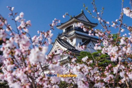 Kochi highlight shore tour