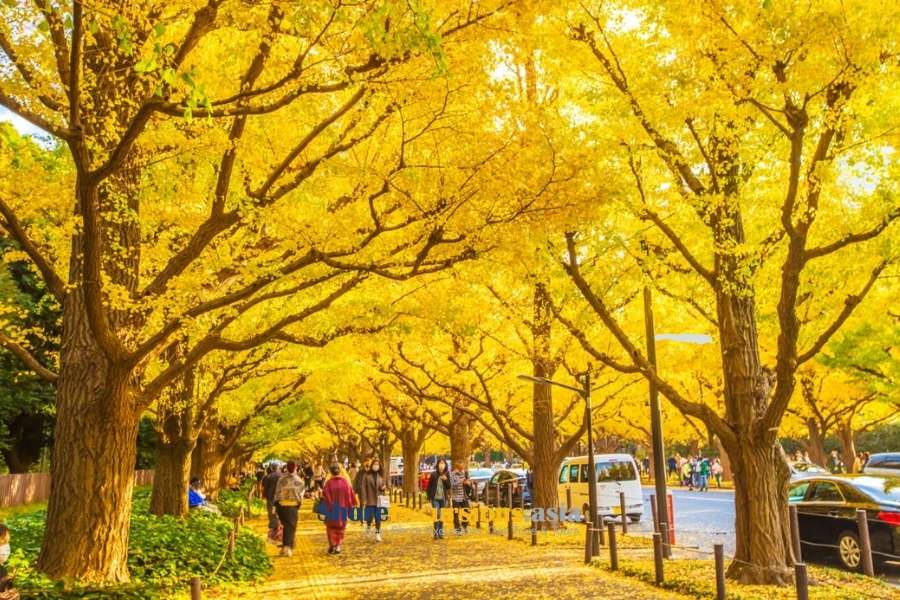 Meiji Jingu Gaien - Japan autumn foliage spots