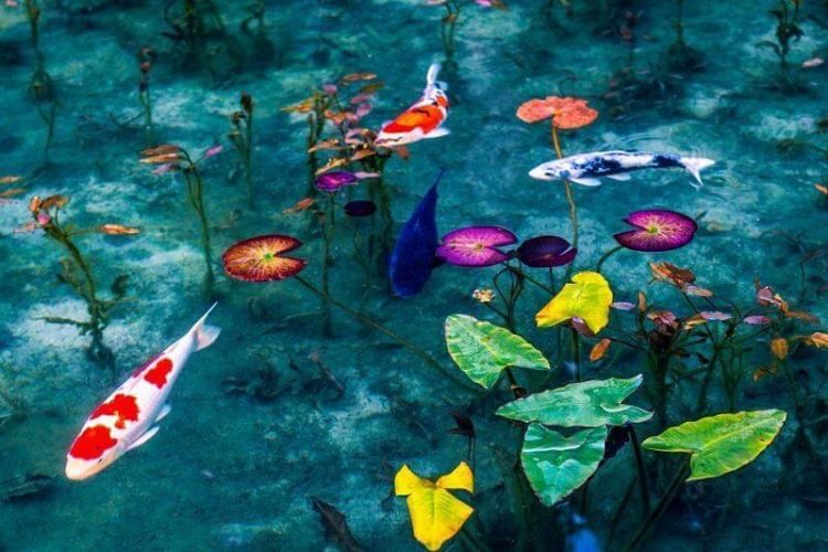 Monet’s Garden Marmottan-Kochi-Japan-shore-excursions