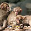Monkey Park on Beppu shore excursions