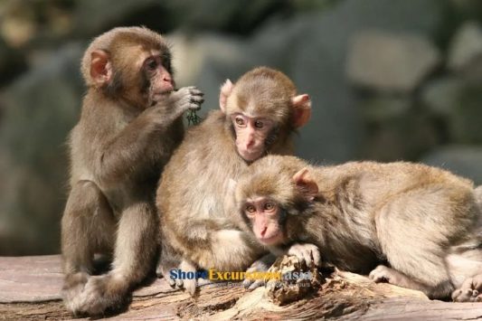 Monkey Park on Beppu shore excursions
