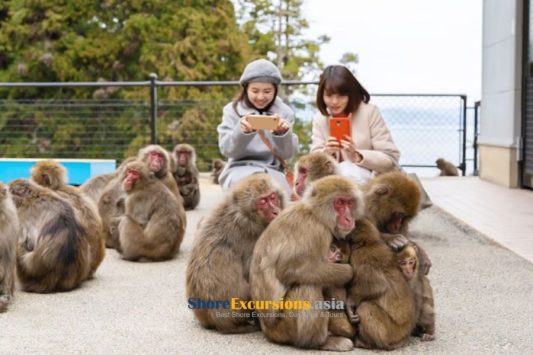 Monkey Park on Beppu shore tours