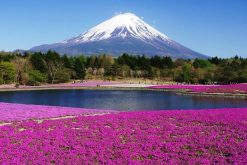 Mount Fuji Hakone Sightseeing Tour