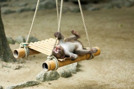 Mt. Takasaki Monkey Park Beppu