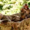 Mt. Takasaki Monkey Park Beppu shore excursions