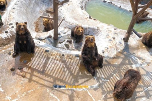 Muroran shore excursions to Noboribetsu Bear-park