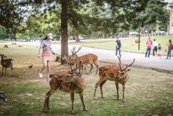 Nara Deer Park in Osaka Shore Excursions
