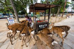 Nara Deer park-osaka-shore-excursions