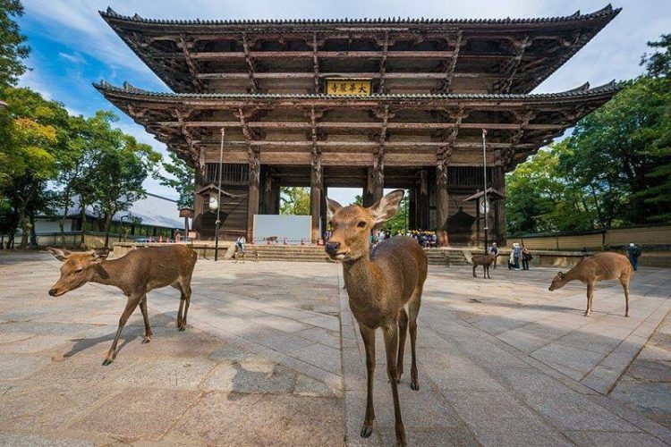 Nara-Osaka-shore-excursions