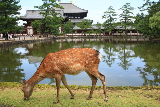 Nara Park attractions Kobe shore excursions