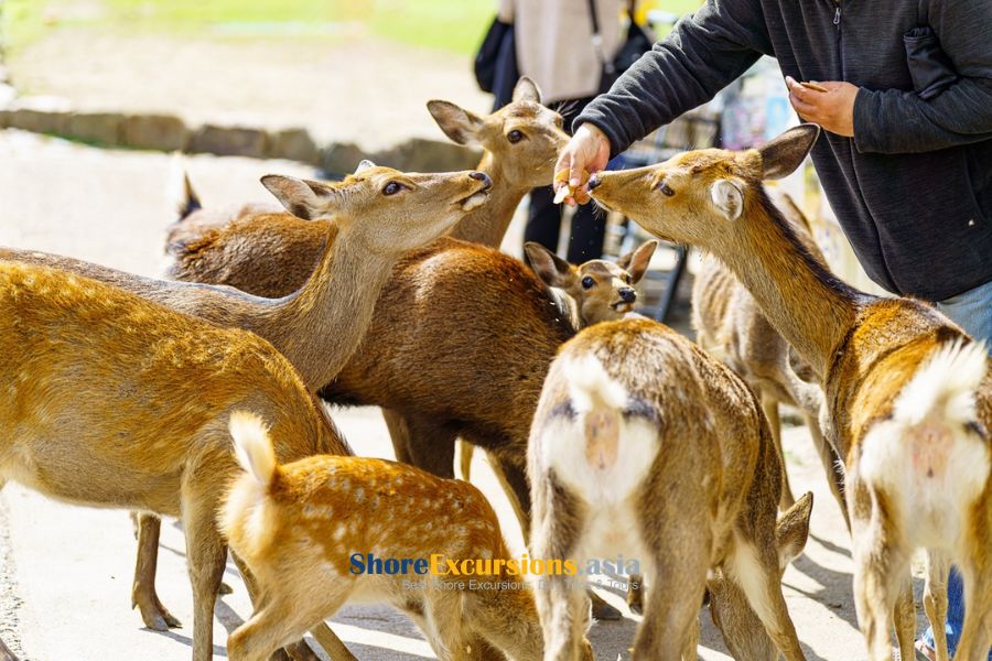 Nara Park on Kobe shore tours