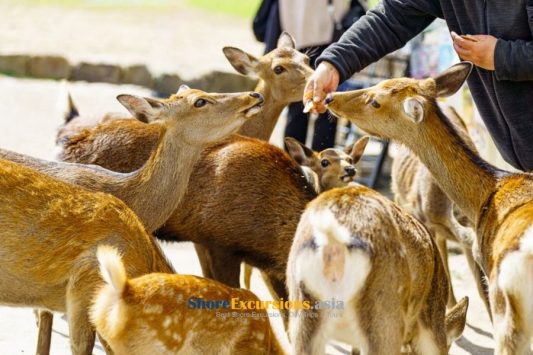 Nara deer park - Osaka shore excursions