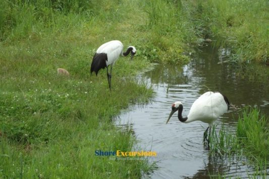 Nature tours from Kushiro cruise port