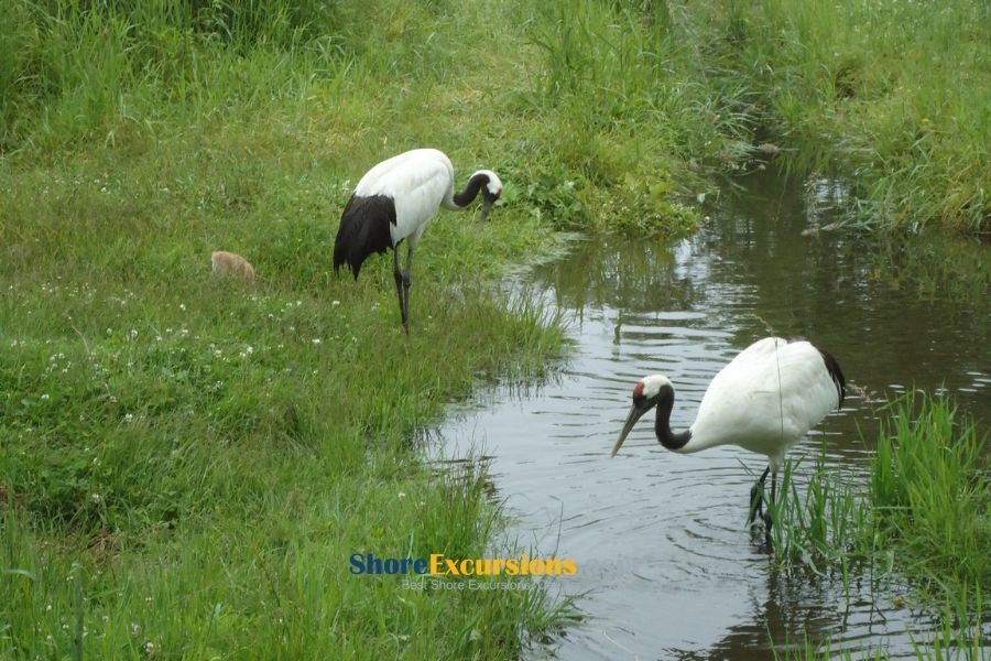 Nature tours from Kushiro cruise port